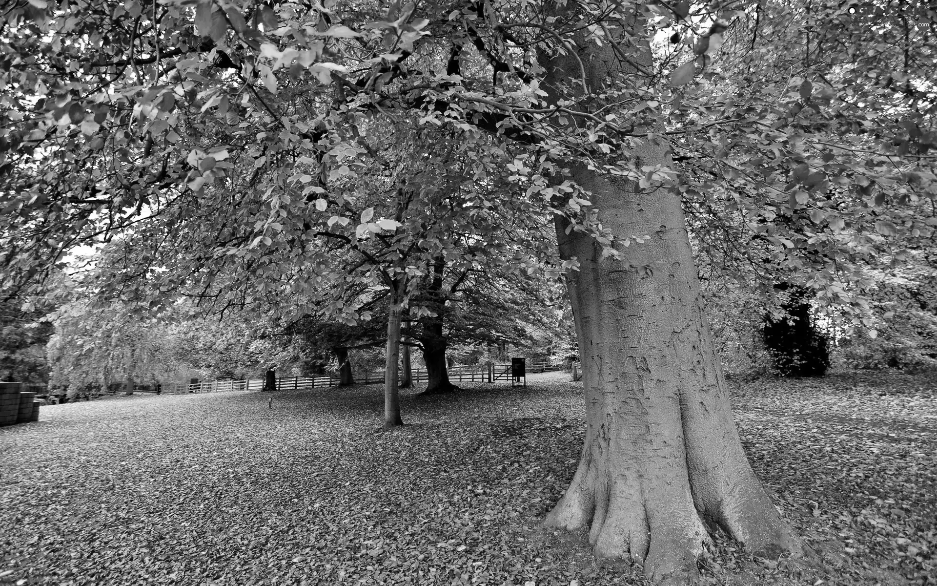 trees, Park, Leaf, autumn, viewes, Alleys