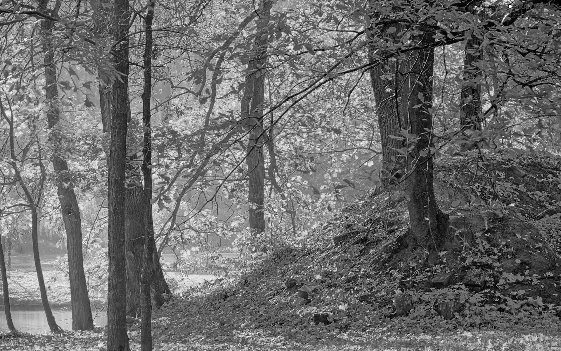 trees, Park, Leaf, autumn, viewes, River