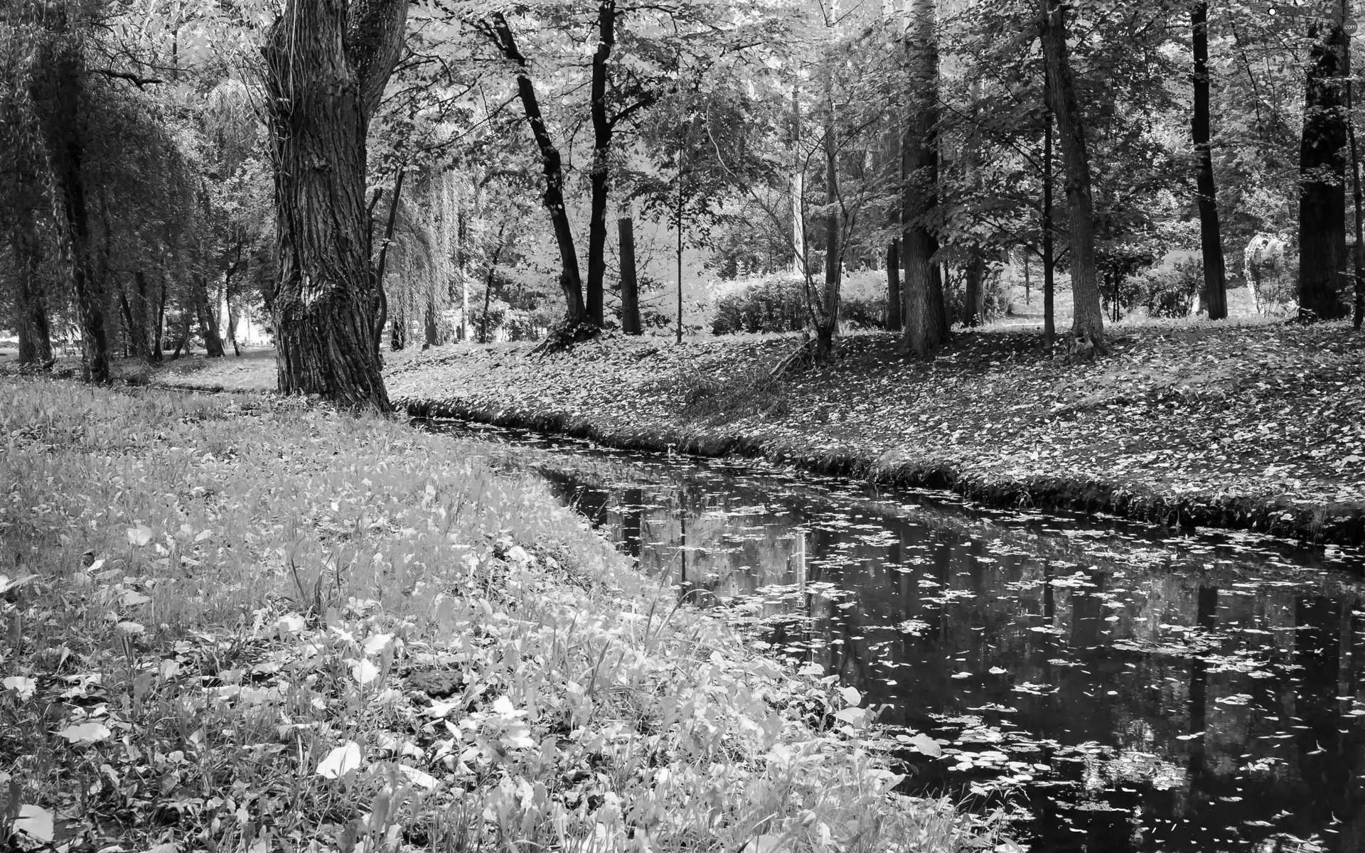 trees, River, Leaf, autumn, viewes, Park