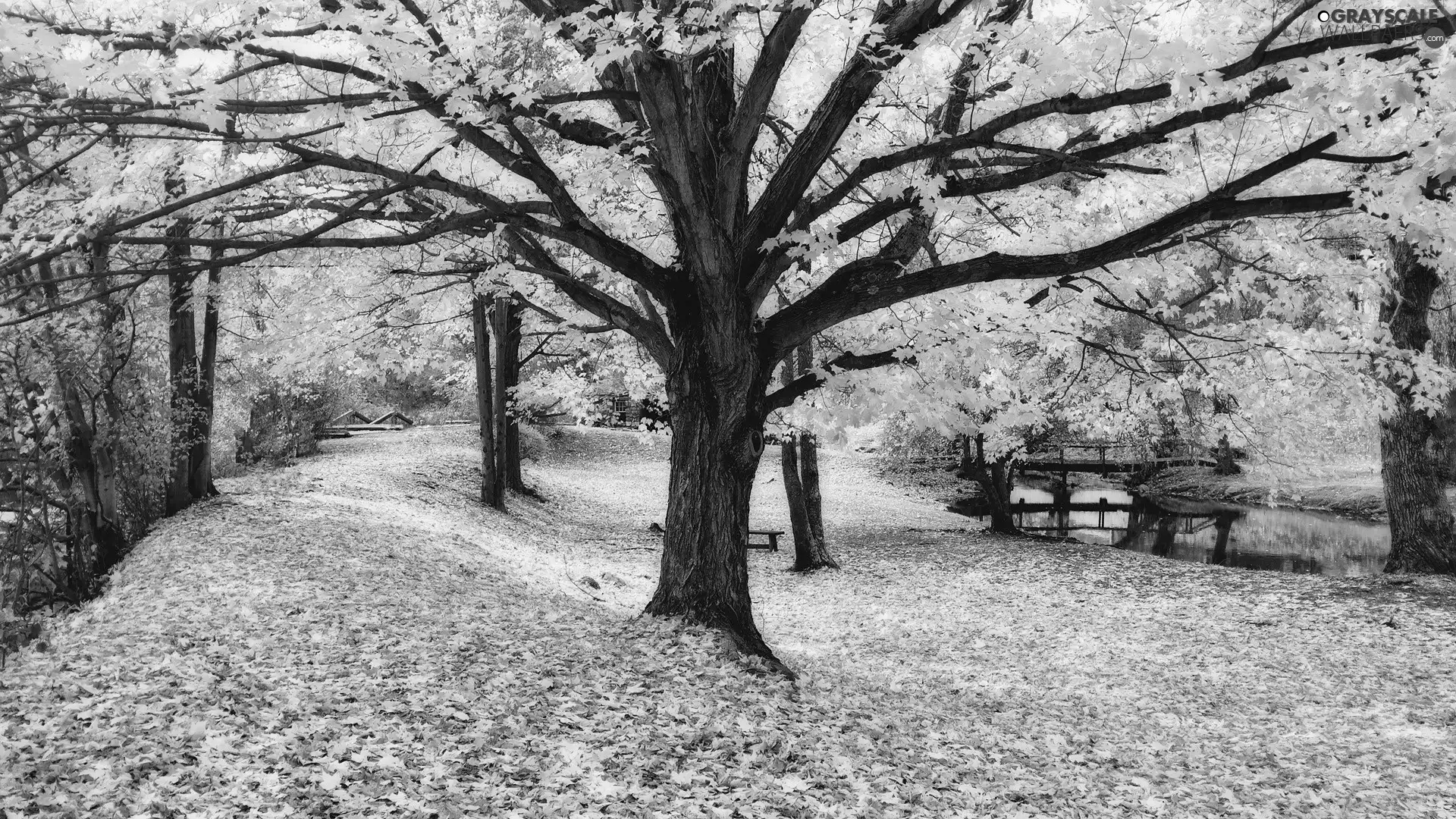 autumn, viewes, Leaf, trees