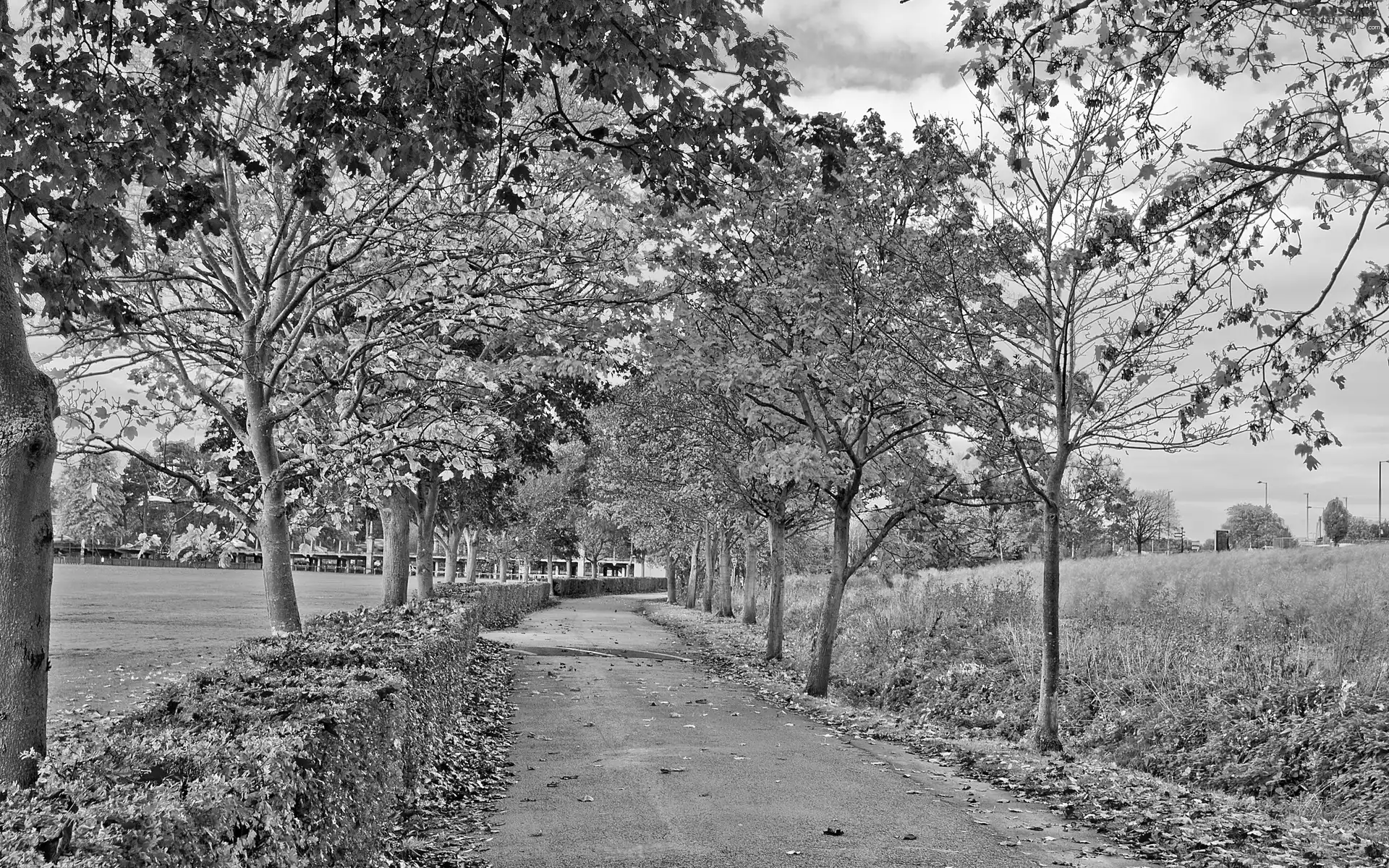 trees, Way, Leaf, autumn, viewes, color