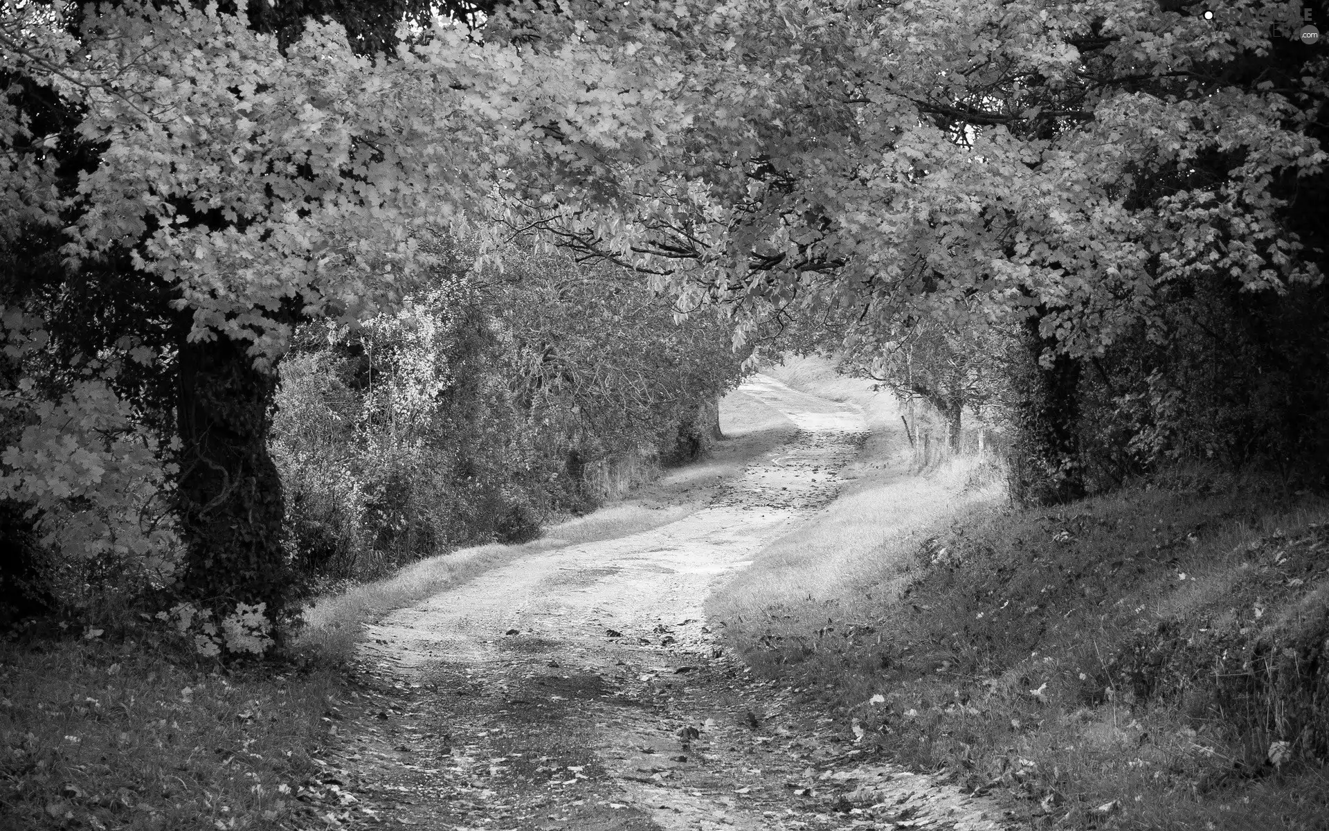 Leaf, autumn, trees, viewes, Way