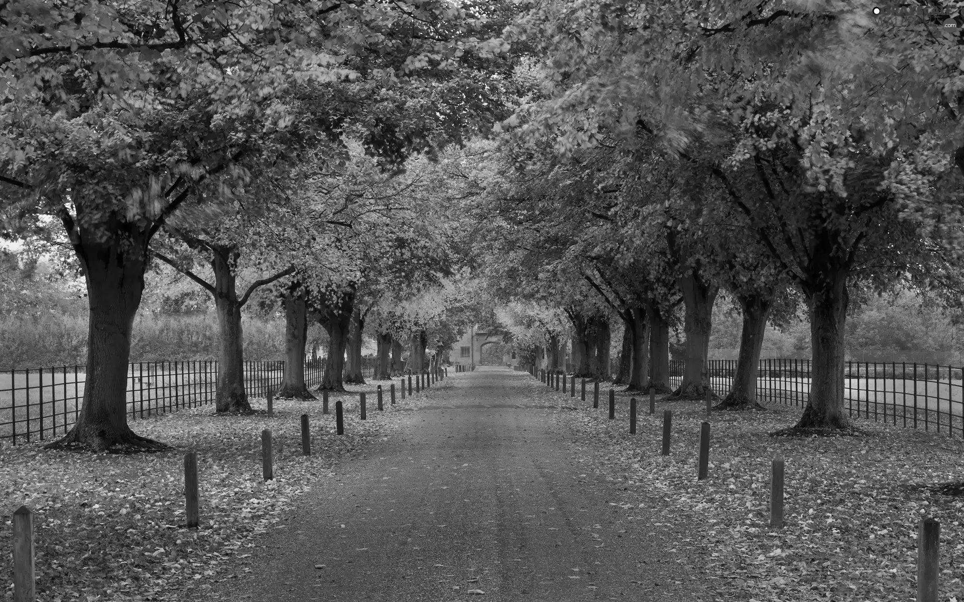 Leaf, autumn, trees, viewes, Way