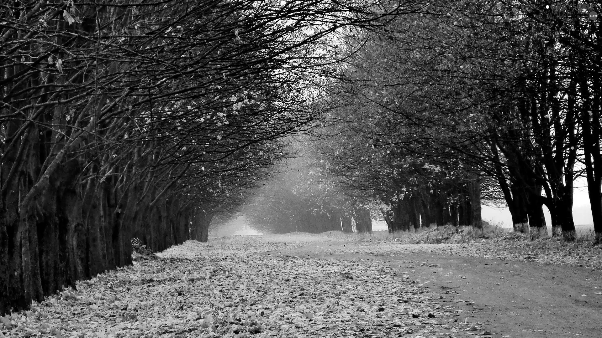 Leaf, autumn, trees, viewes, Way