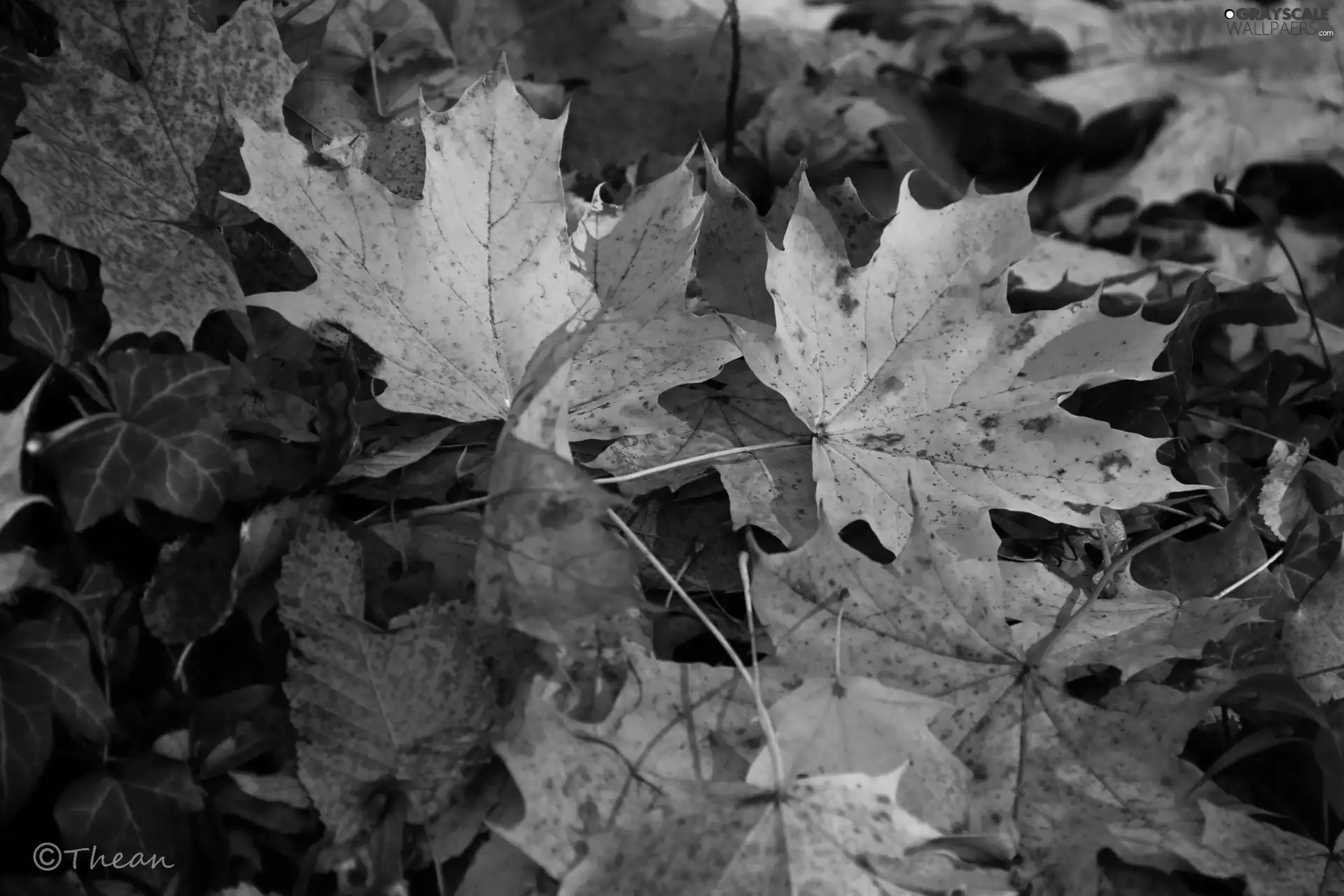 Leaf, Yellow, Autumn