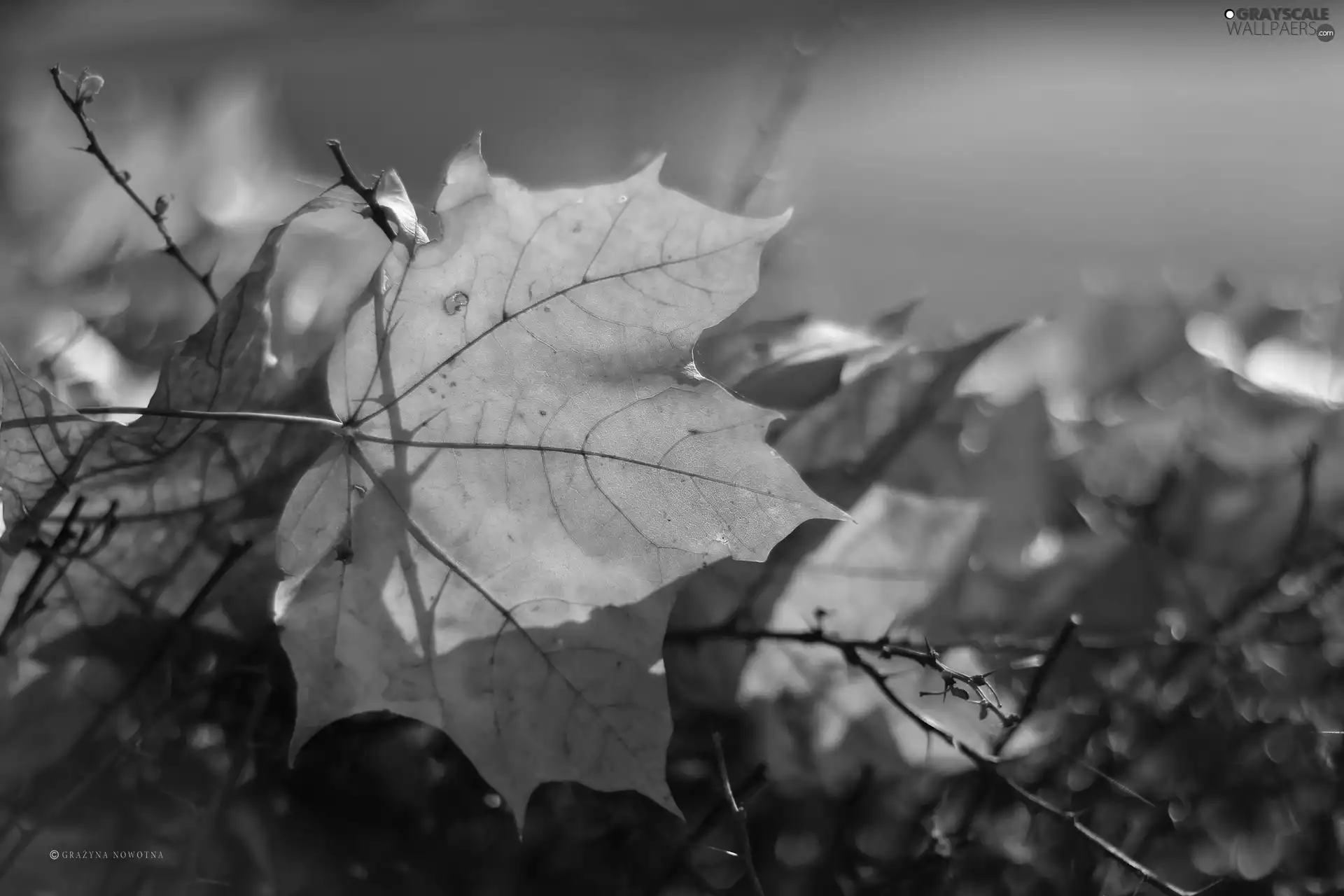 leaf, Yellow, Autumn