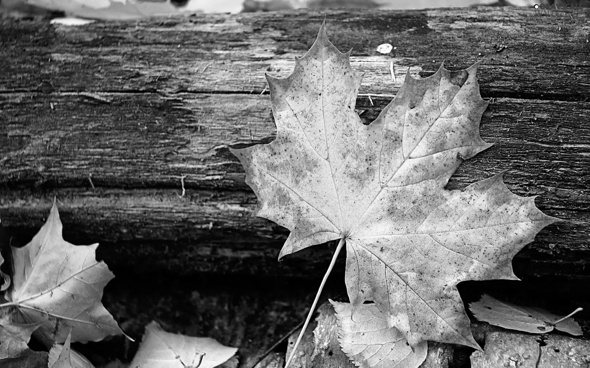 leaf, Yellow, Autumn