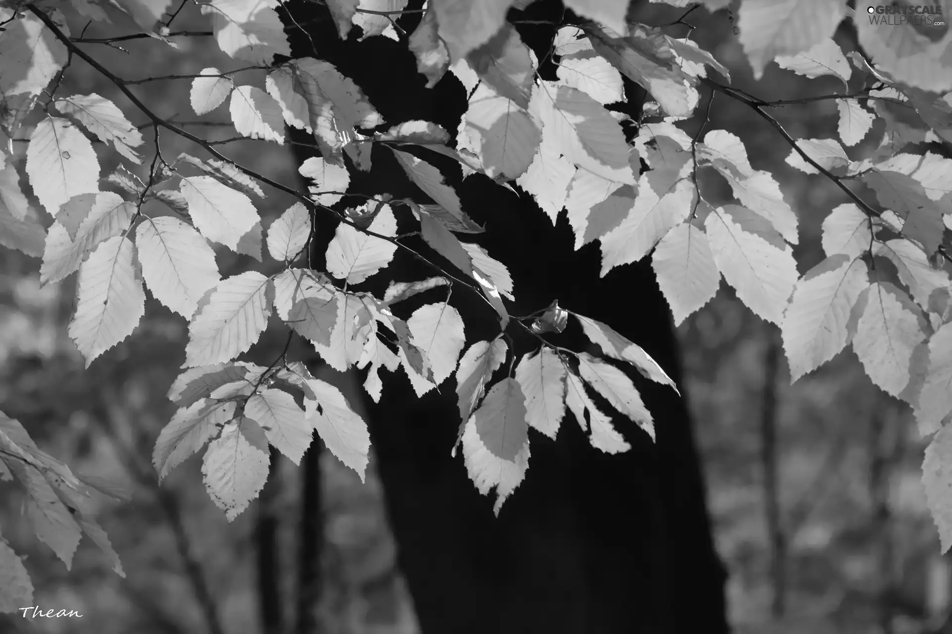 Leaf, Yellow, Autumn