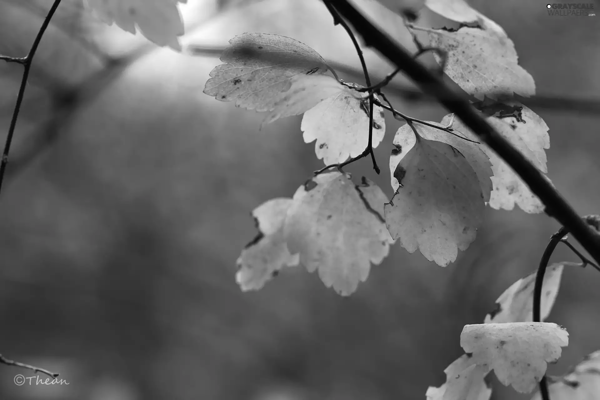 Leaf, Yellow, Autumn