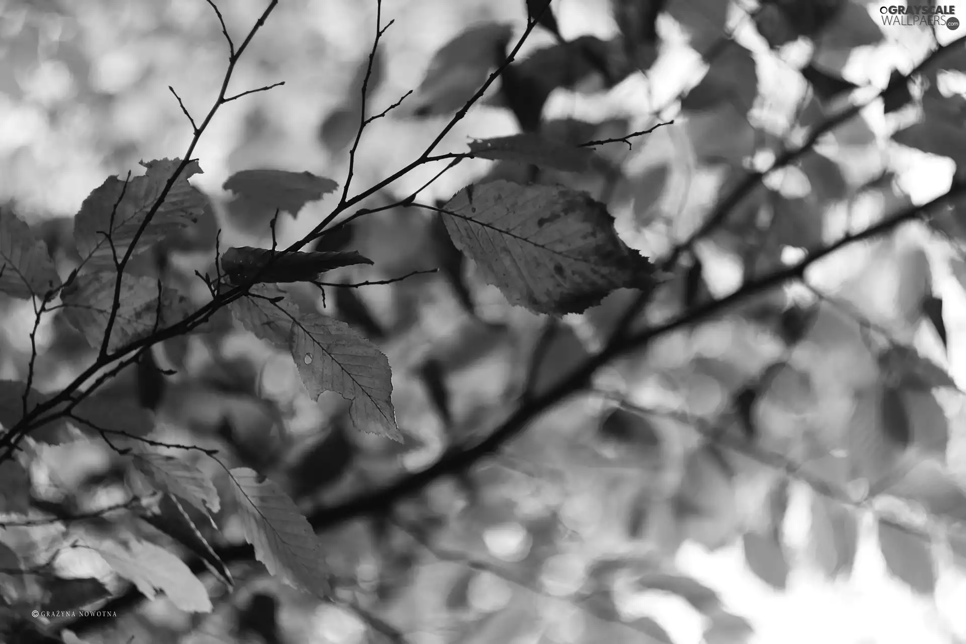 Leaf, Yellow, Autumn