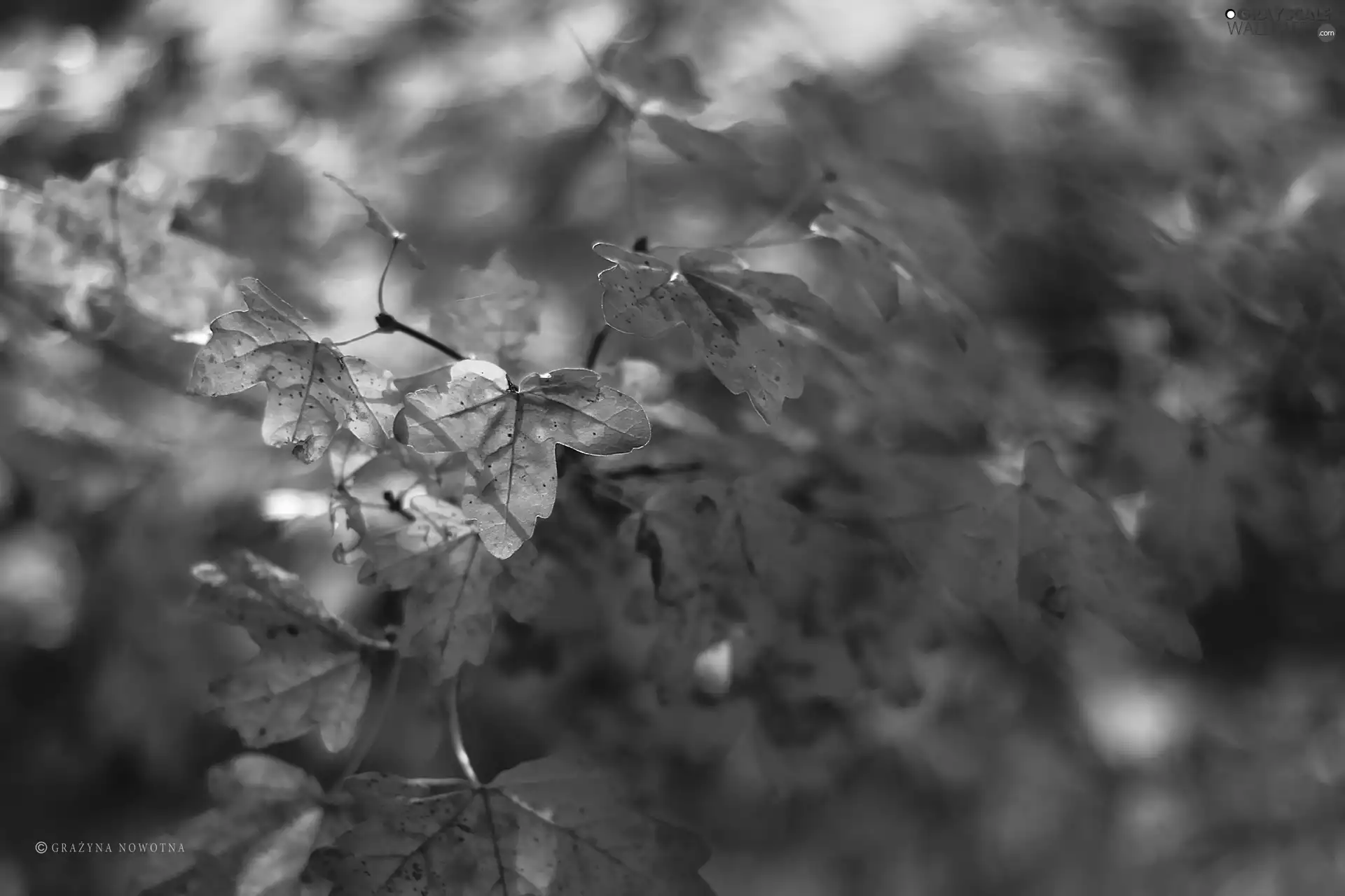 Leaf, Yellow, Autumn