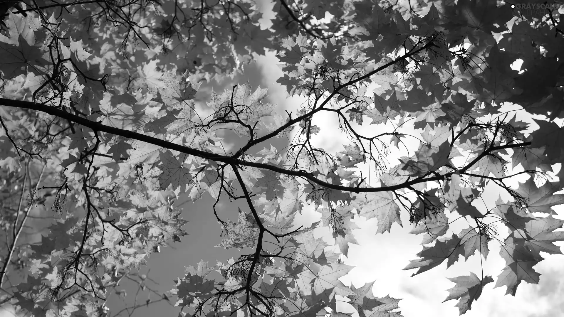 autumn, Yellow, Leaf, branch