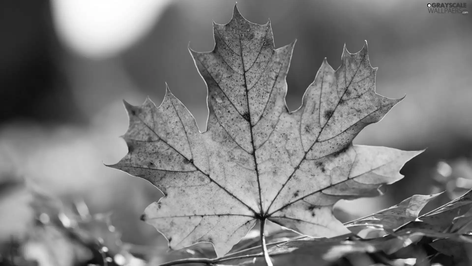 Autumn, leaf