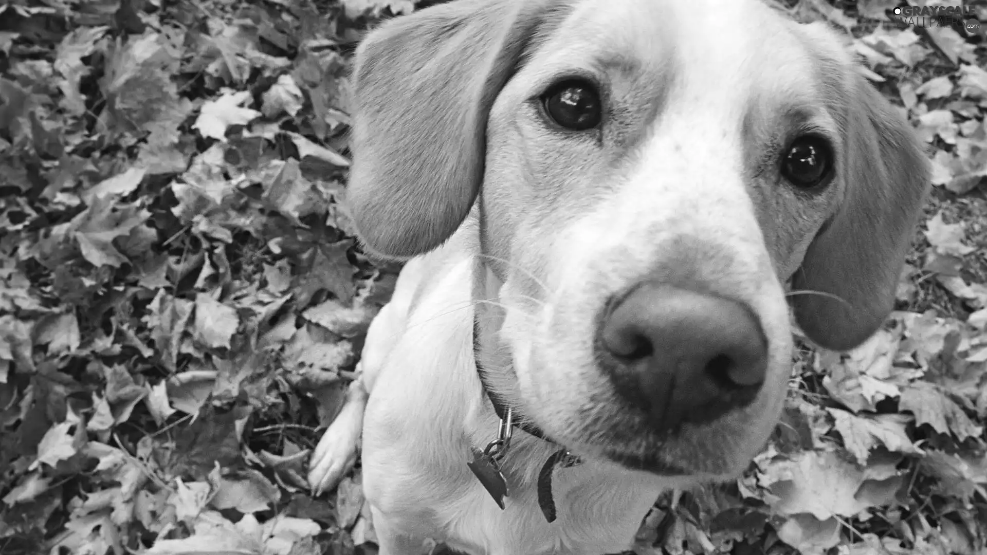 Leaf, doggy, Beagle