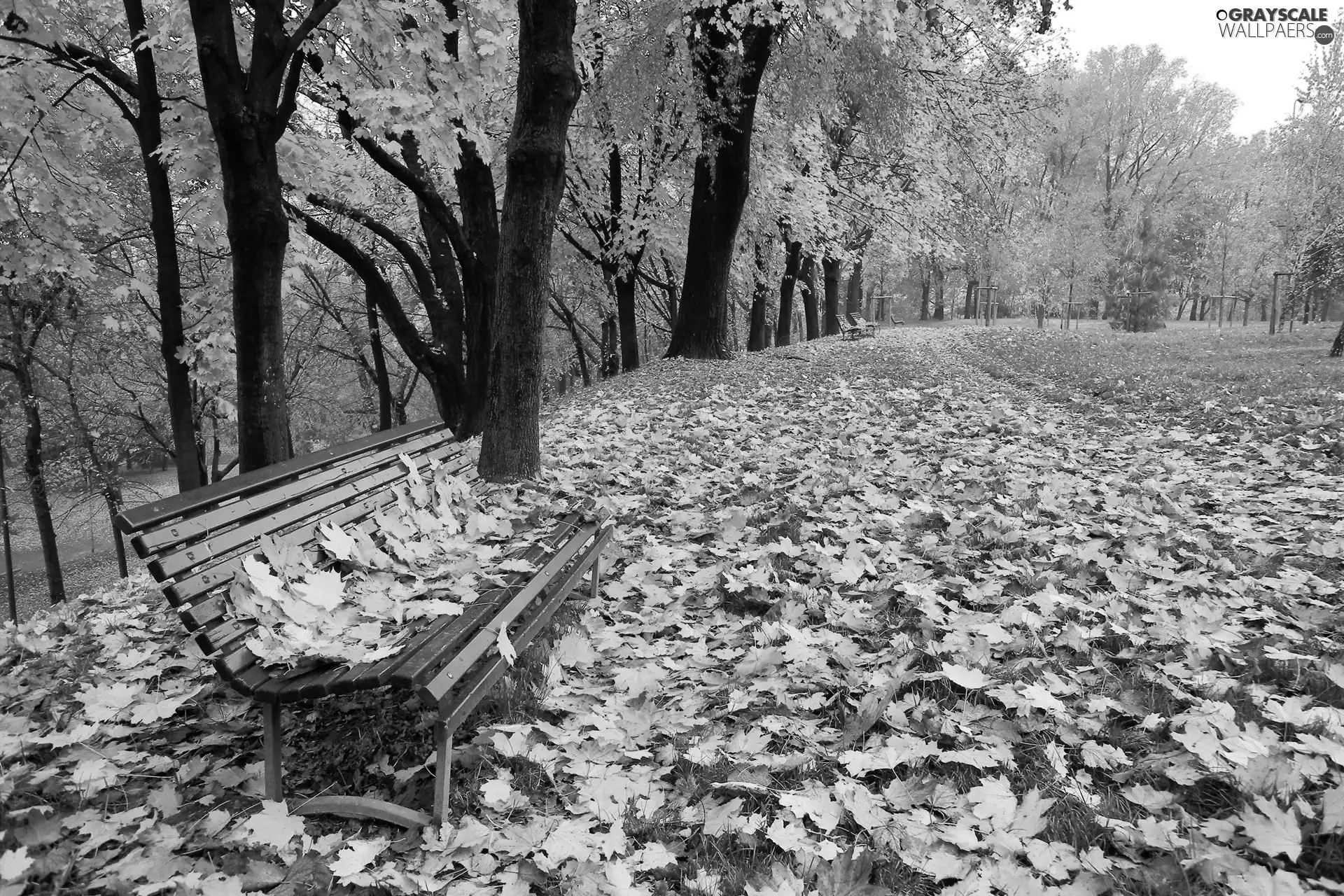 Leaf, Bench, trees, viewes, Park