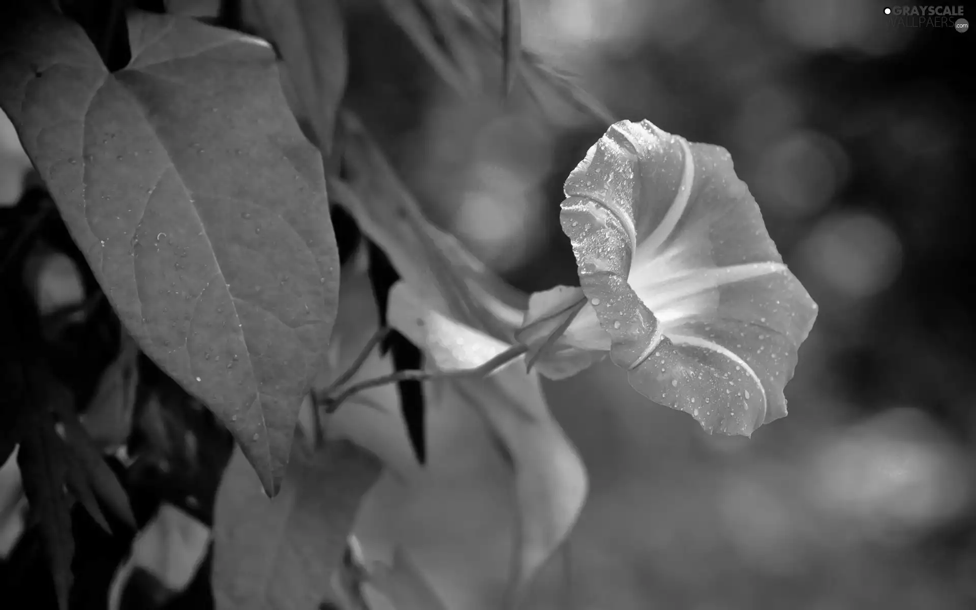 bindweed, rain, Leaf, drops