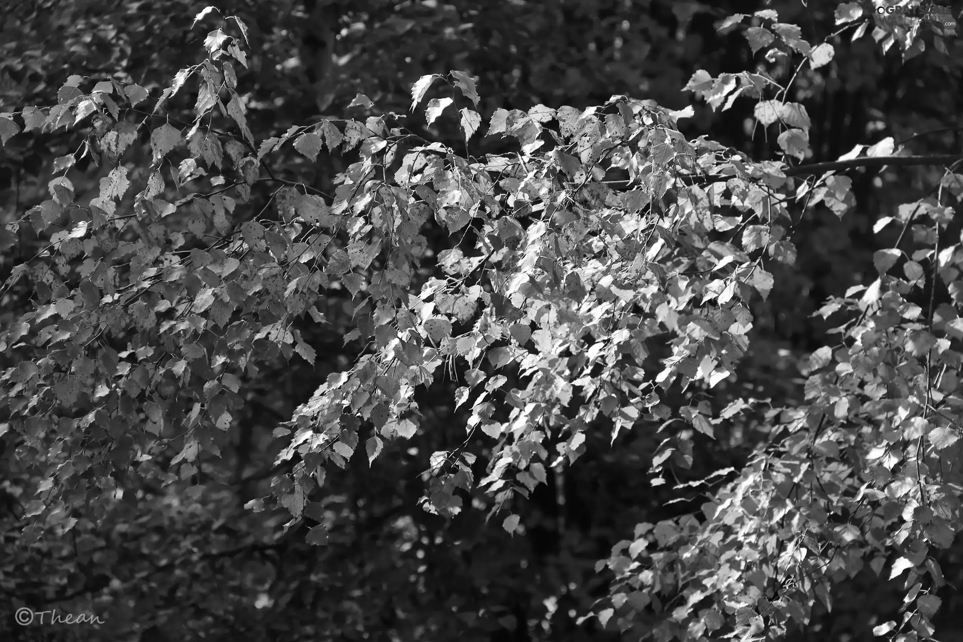 autumn, birch-tree, Leaf