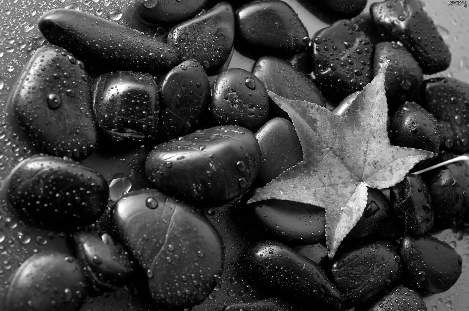 Black, water, leaf, Stones