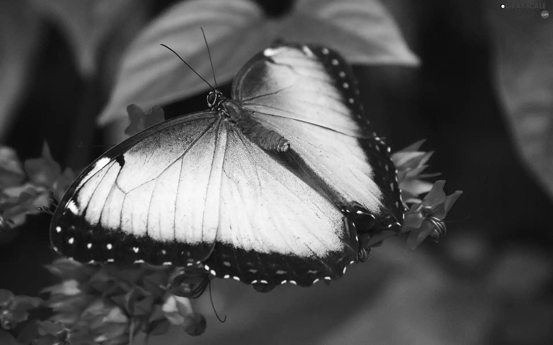 blue, Flowers, Leaf, butterfly
