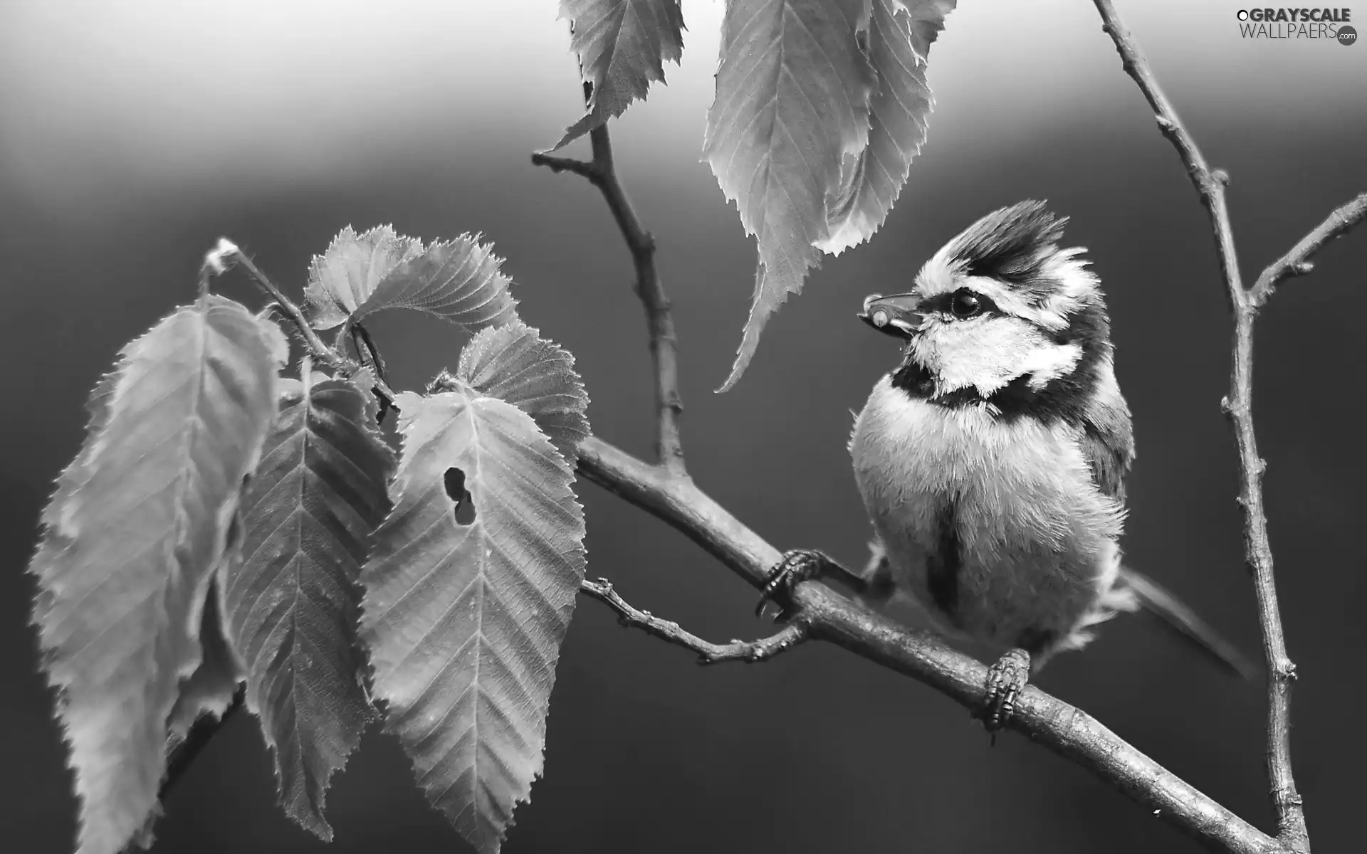 trees, tit Blue Tit, Leaf