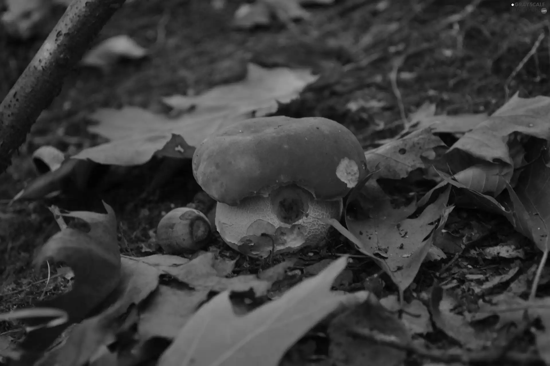 acorn, Boletus edulis, Leaf