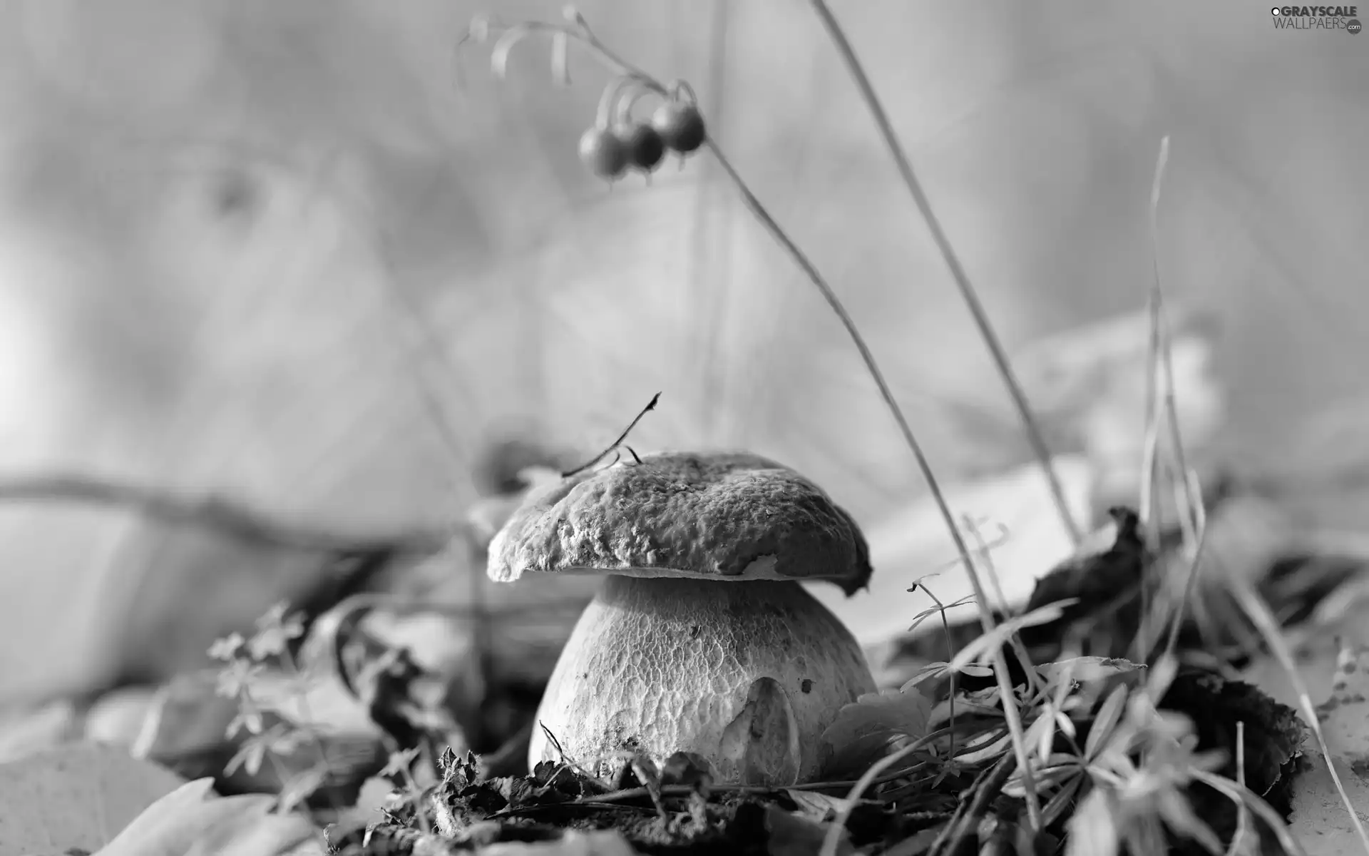 Leaf, Mushrooms, boletus