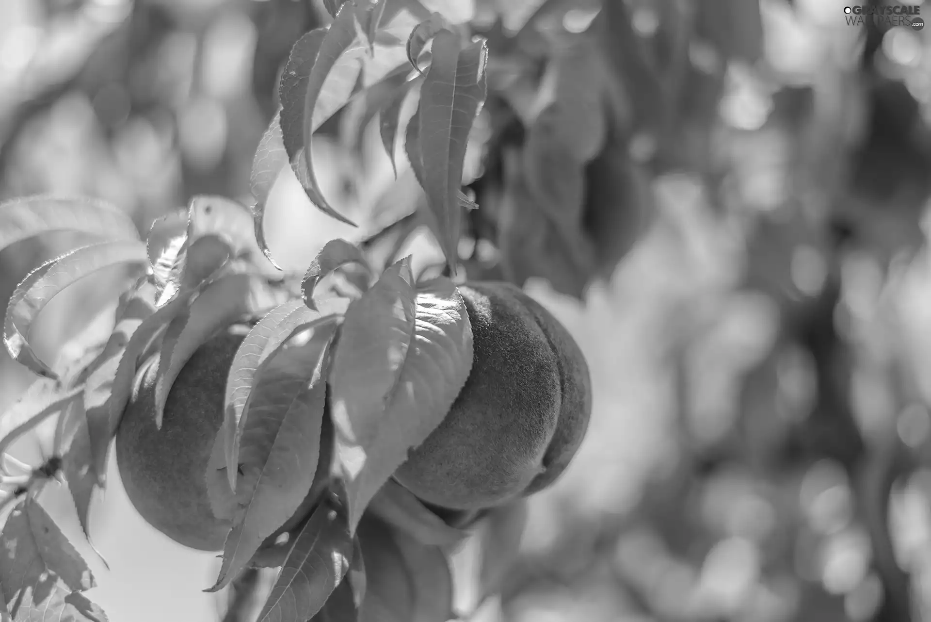 branch pics, peaches, Leaf