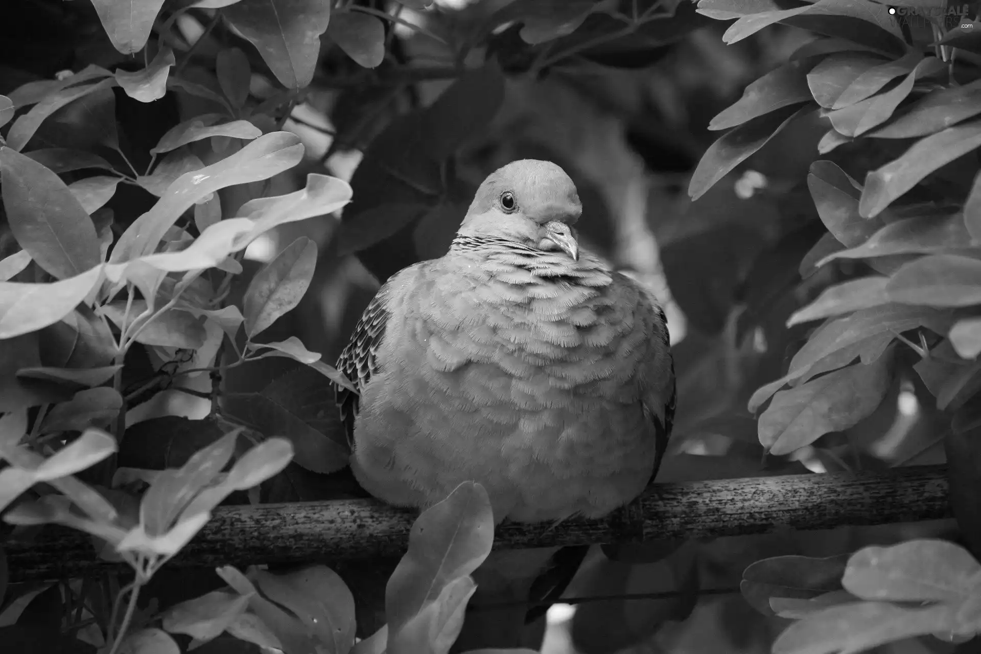 Leaf, pigeon, branch