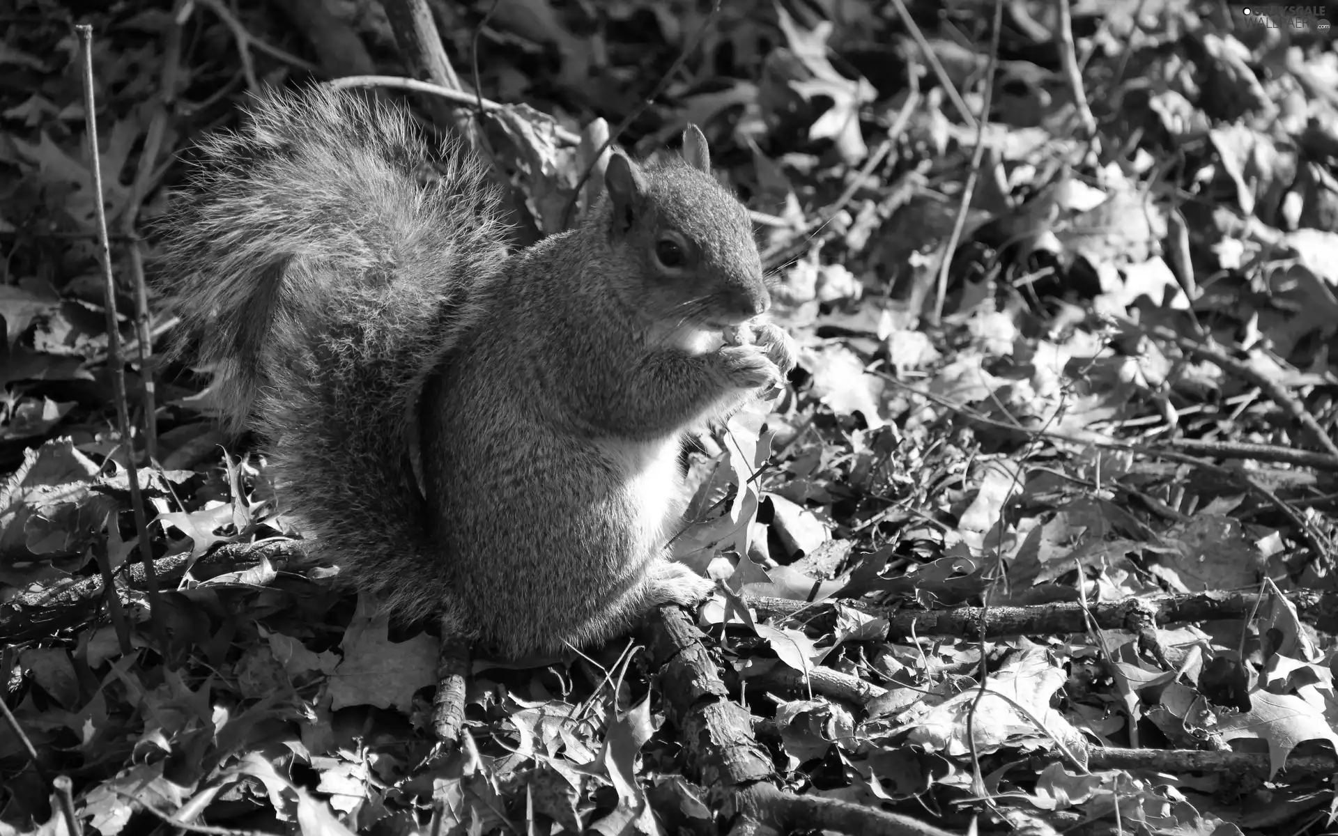 squirrel, branch pics, Leaf