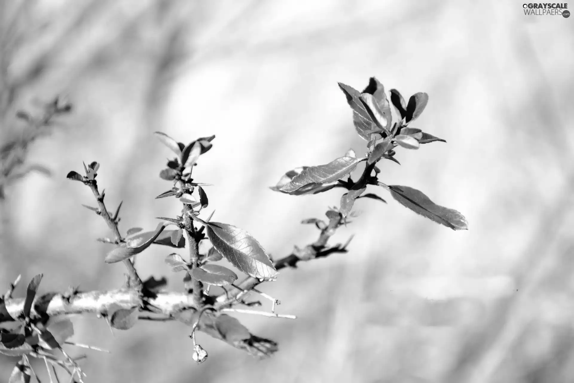 Leaf, twig, Brown