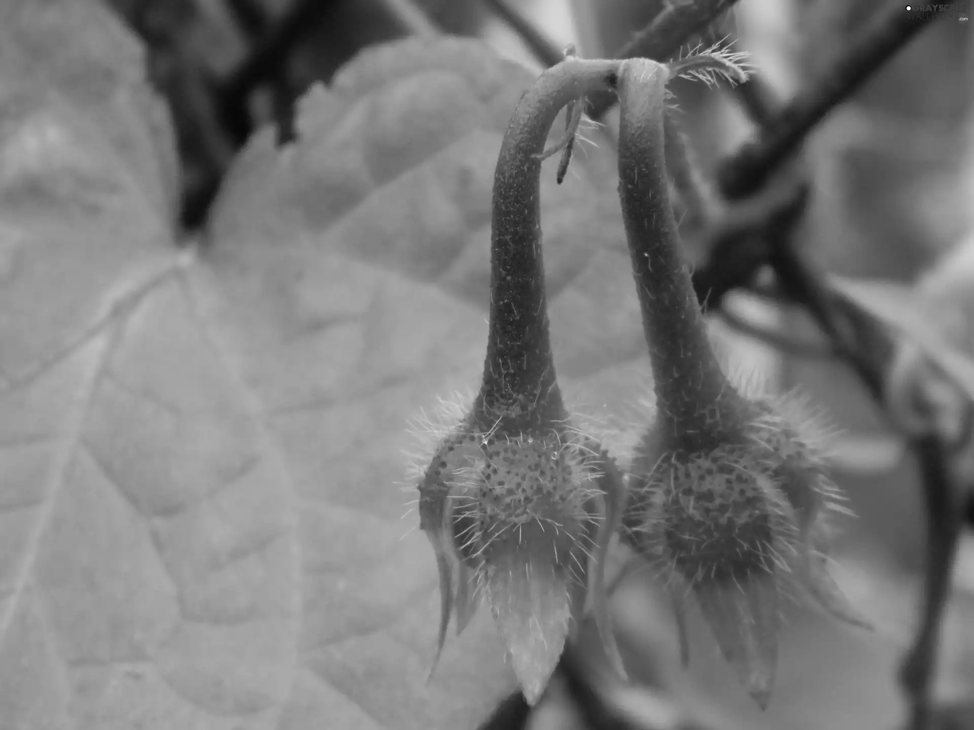 leaf, bindweed, Buds