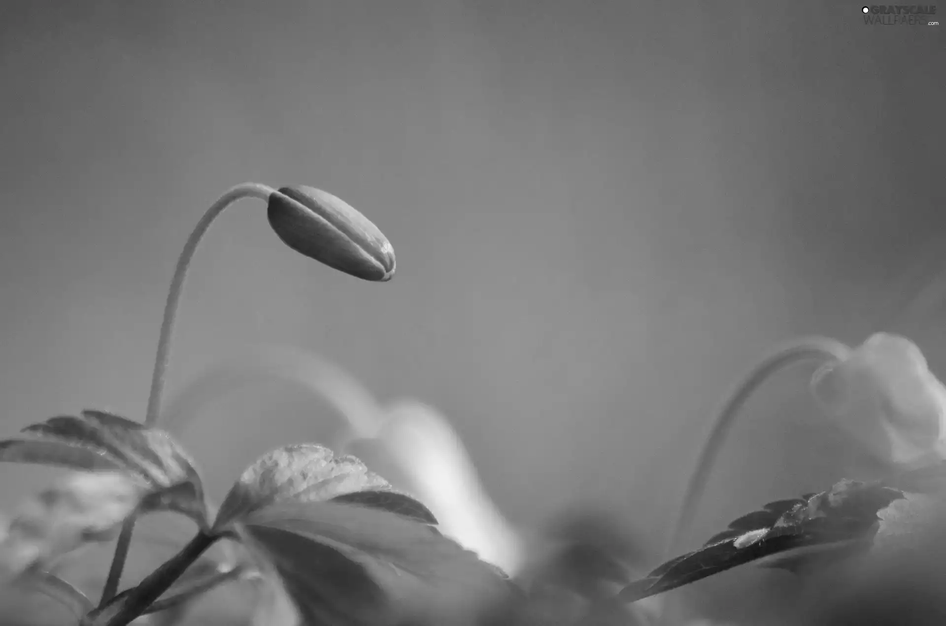 Leaf, Flowers, Buds