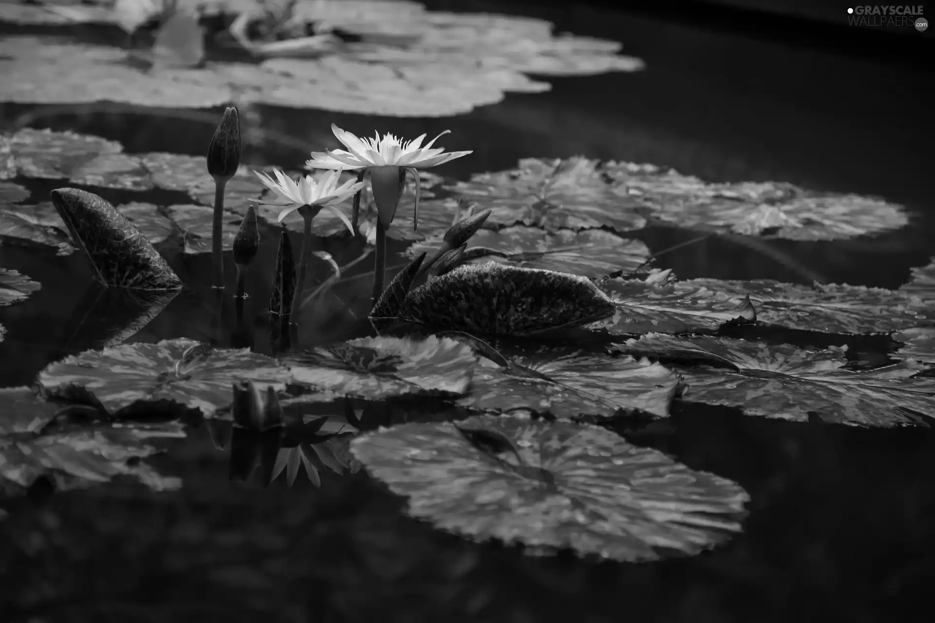 Two, purple, Buds, Leaf, Water lilies, Flowers