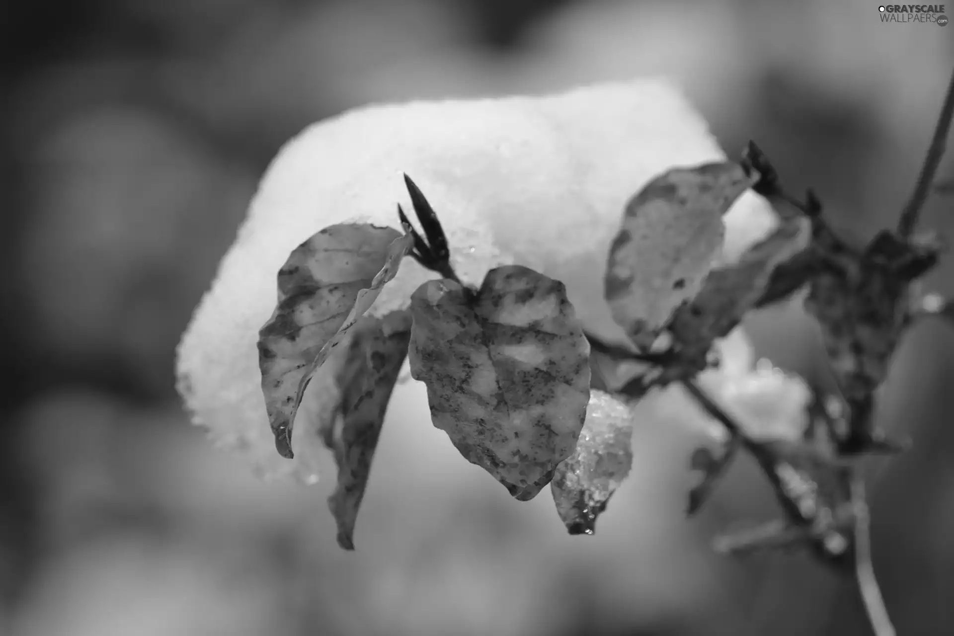 Leaf, Buka, cap, an, Snow