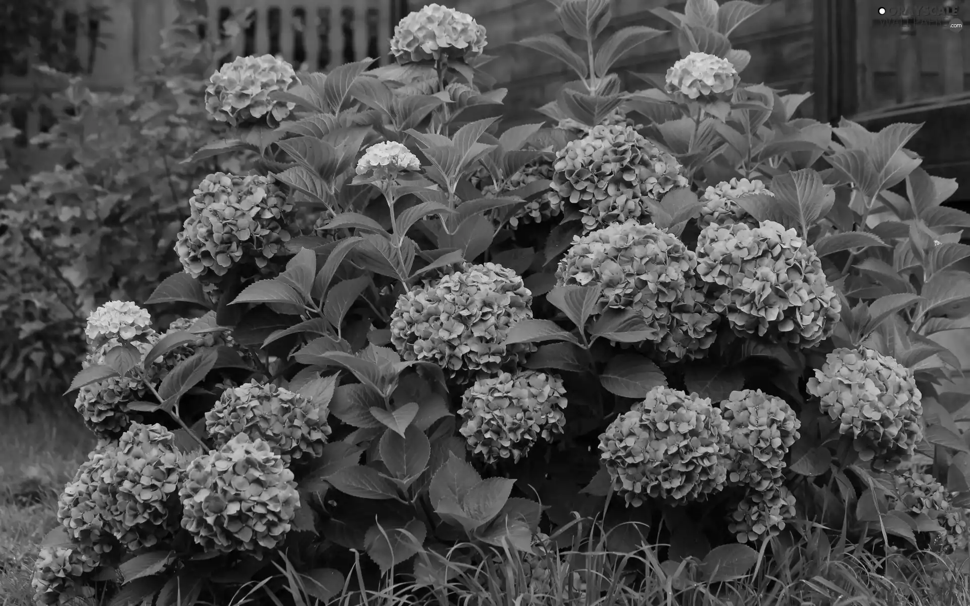 Flowers, Leaf, Bush, Pink, hydrangea