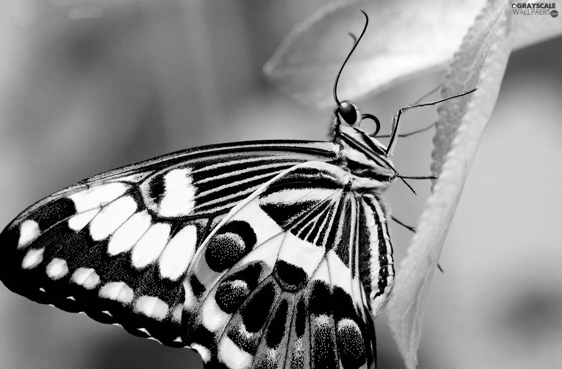 butterfly, Leaf