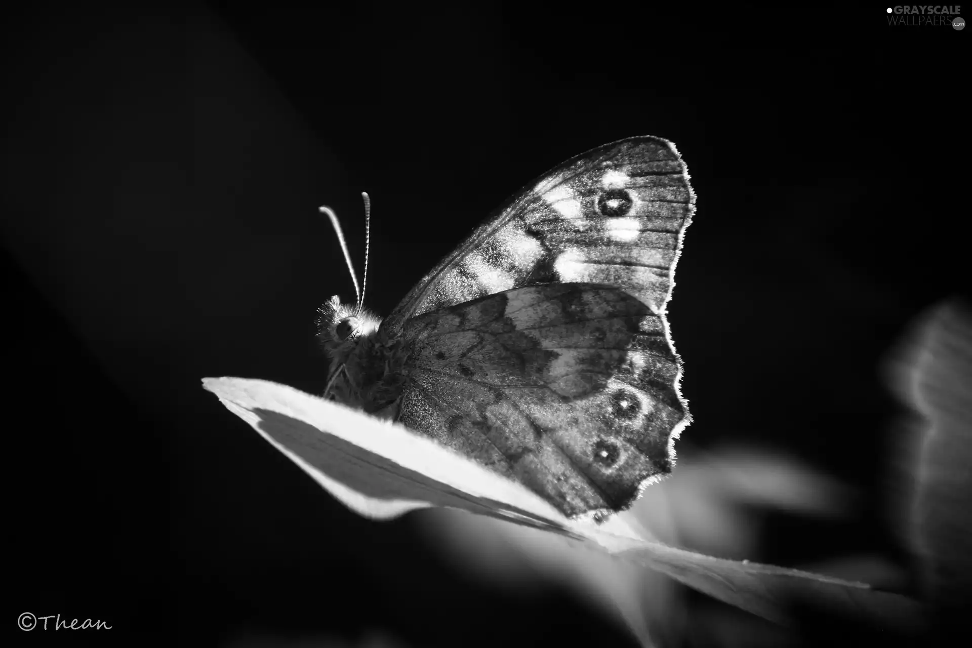 butterfly, leaf