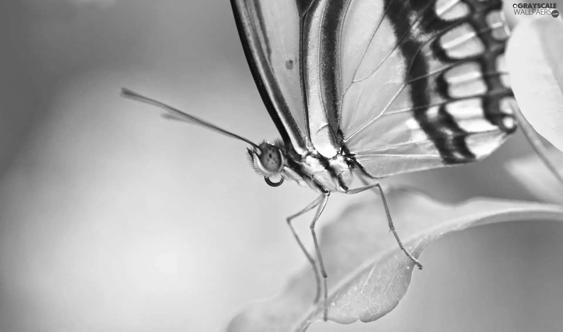 butterfly, leaf