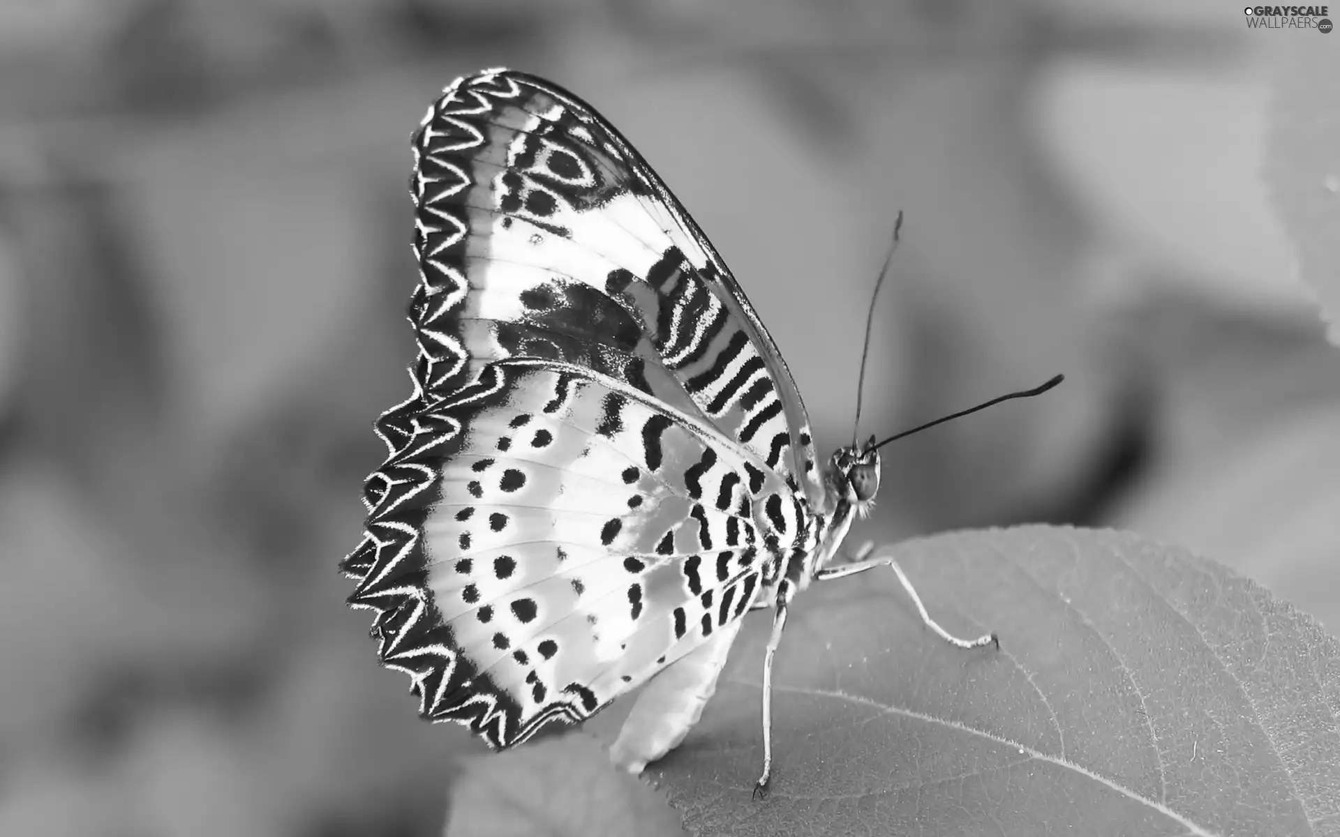 butterfly, leaf