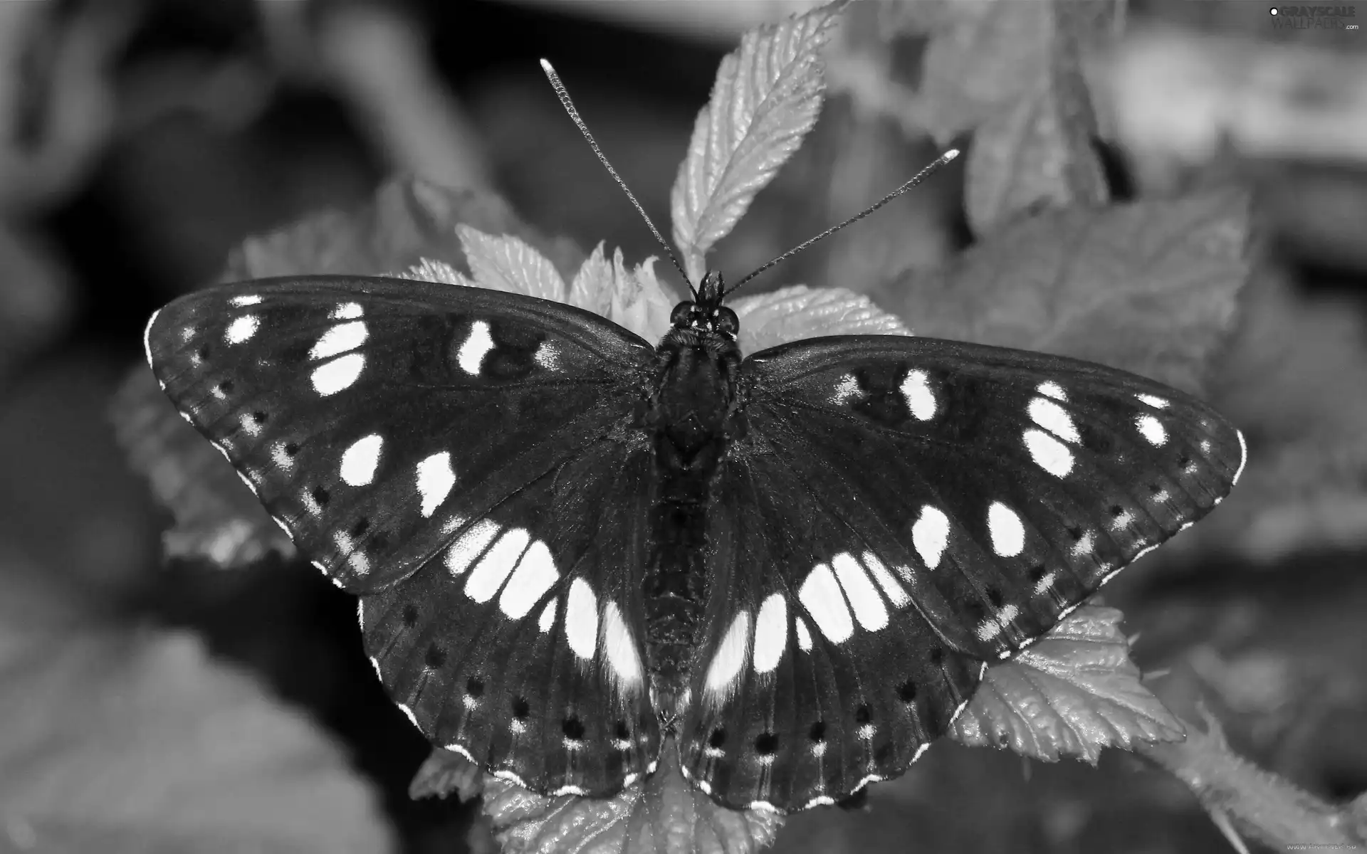 Leaf, blue, butterfly