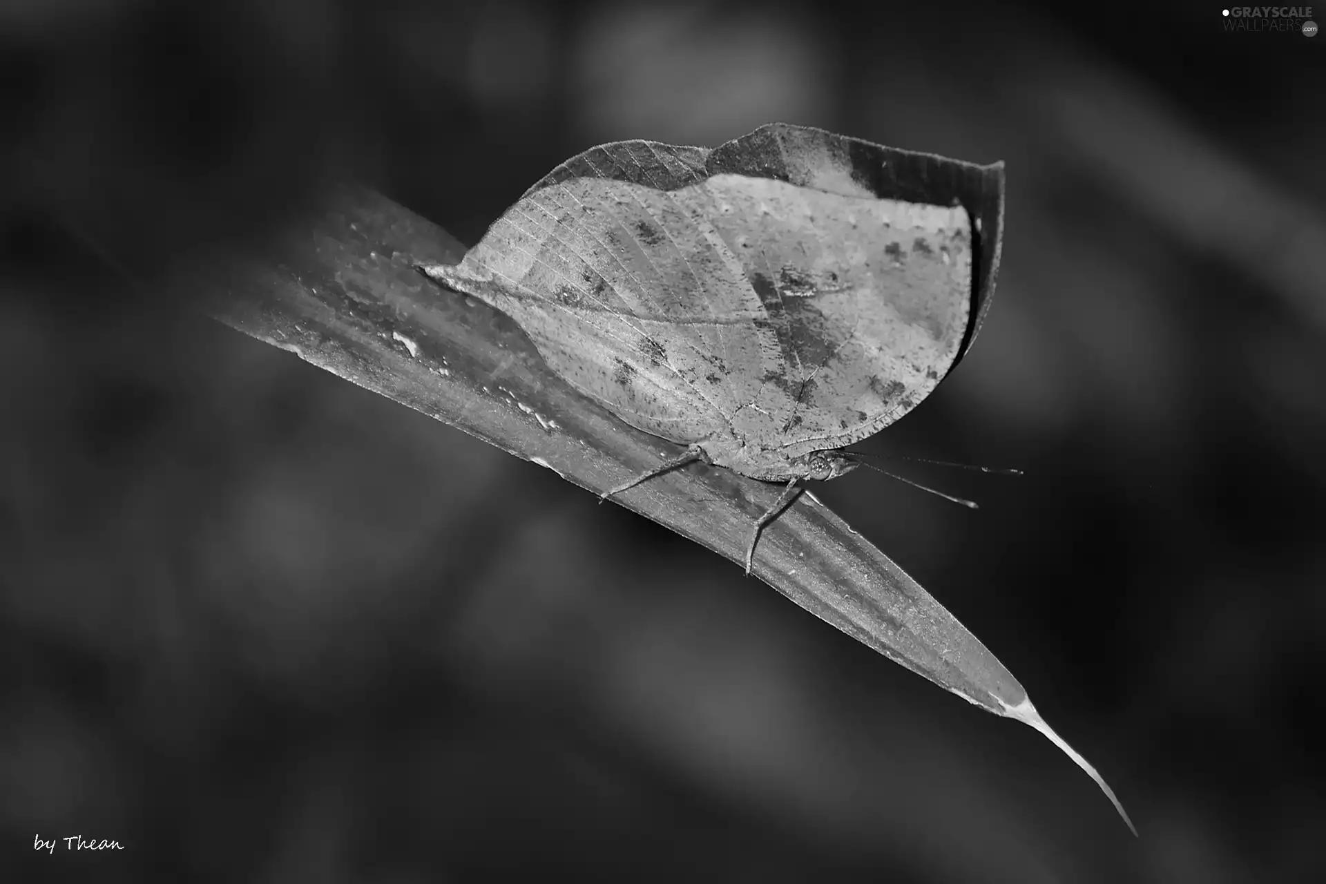 butterfly, dry, leaf, as