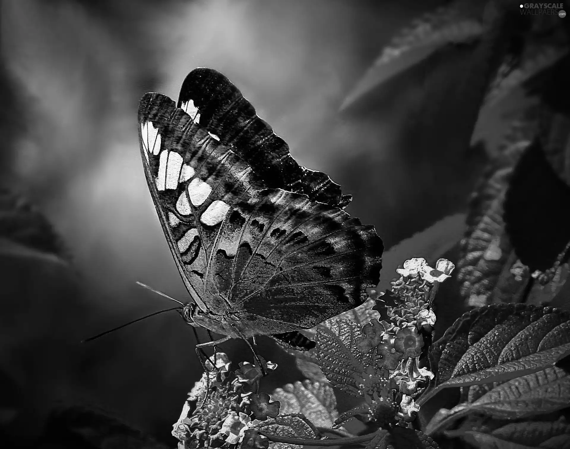 butterfly, Flowers, Leaf, Pink