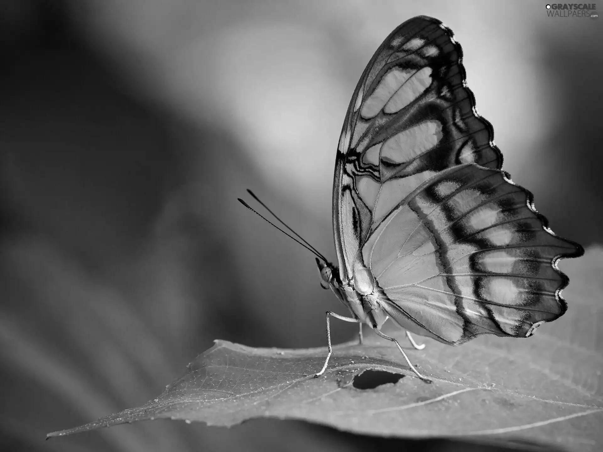 leaf, Green, butterfly