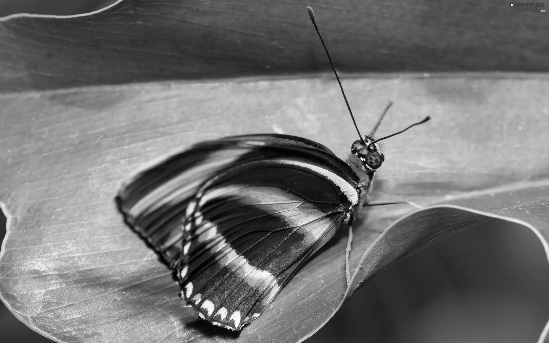butterfly, leaf