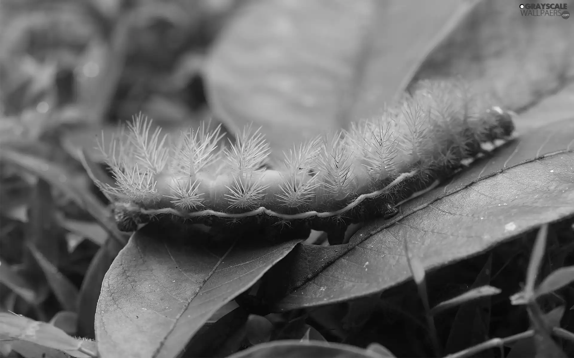 leaf, Green, caterpillar