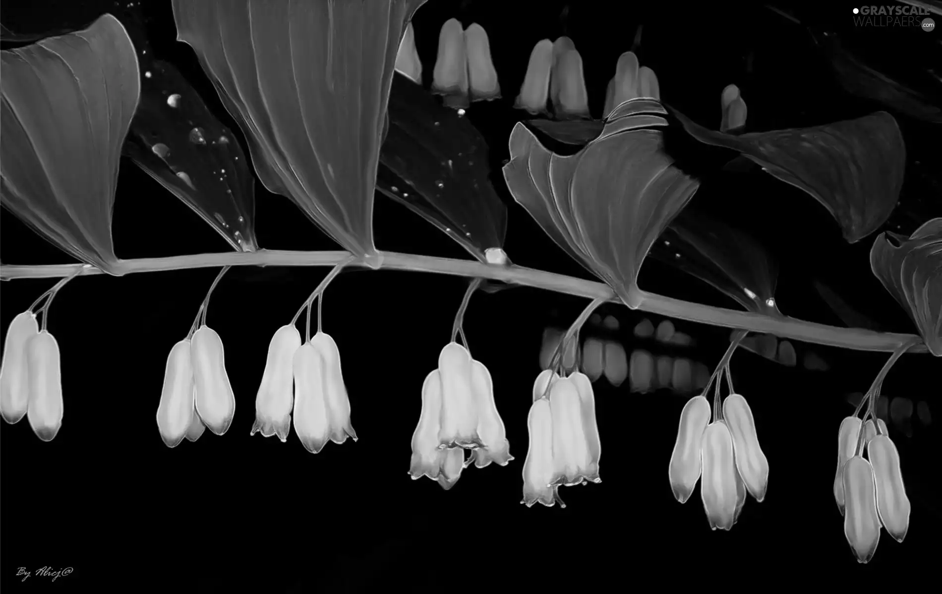 change, Flowers, Leaf, White