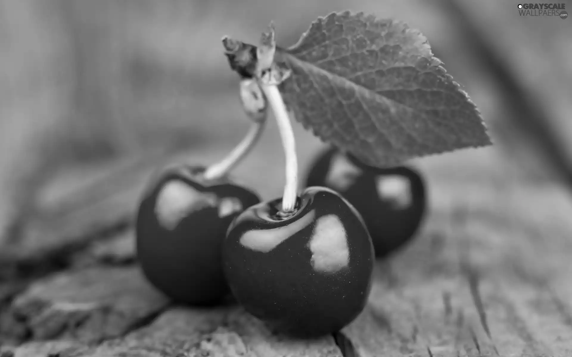 leaf, Three, cherries
