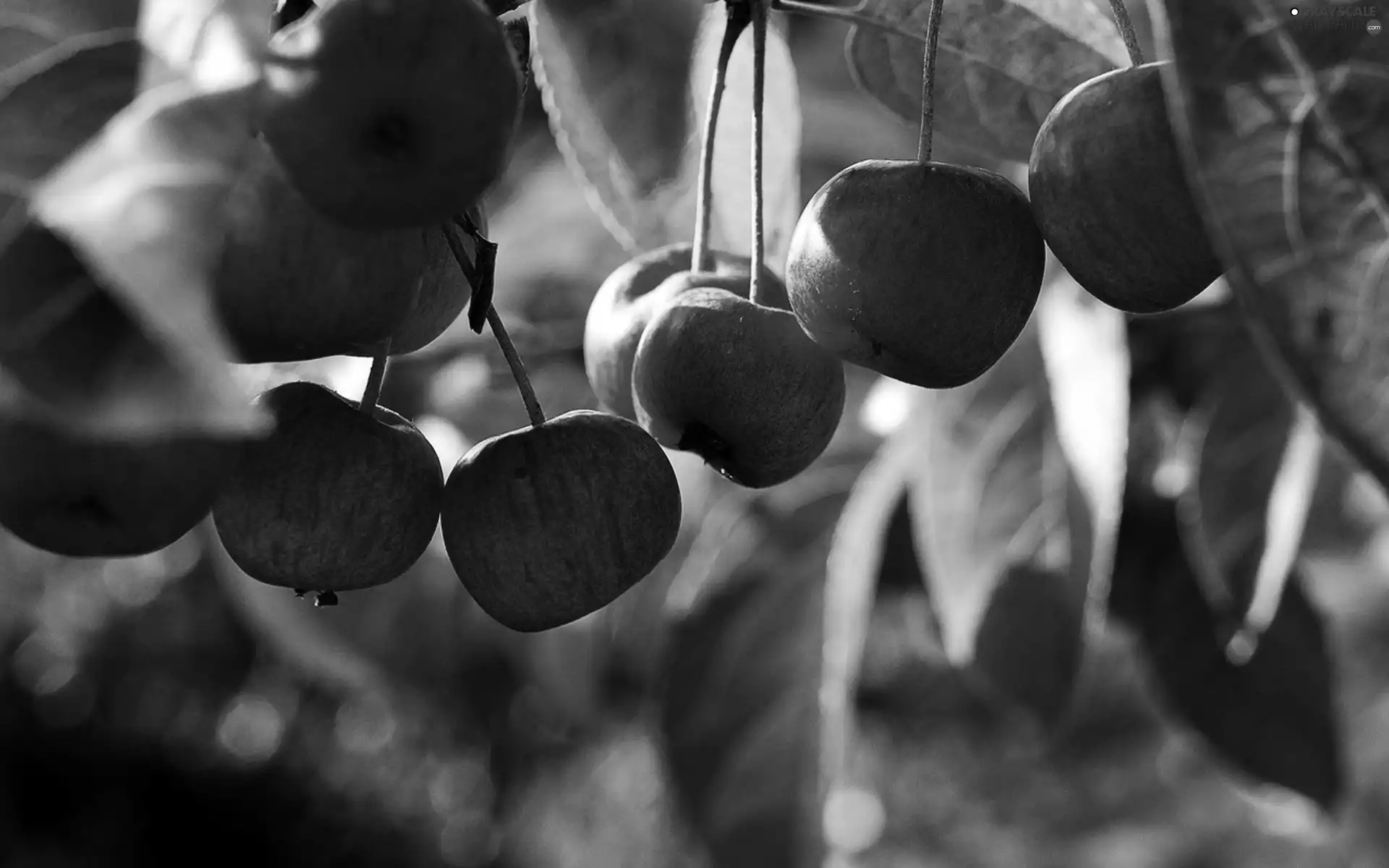 cherries, Leaf