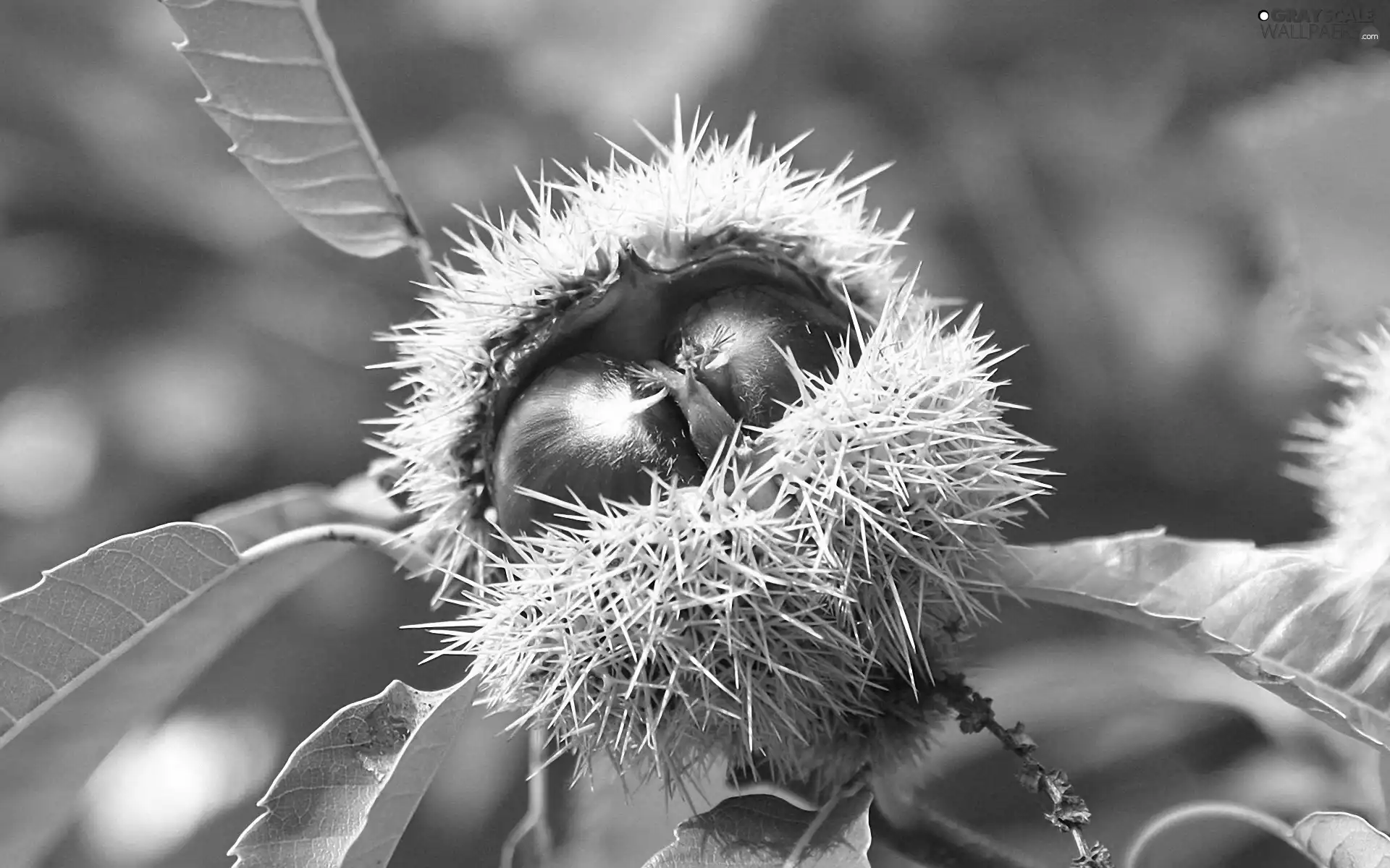 chestnuts, Leaf