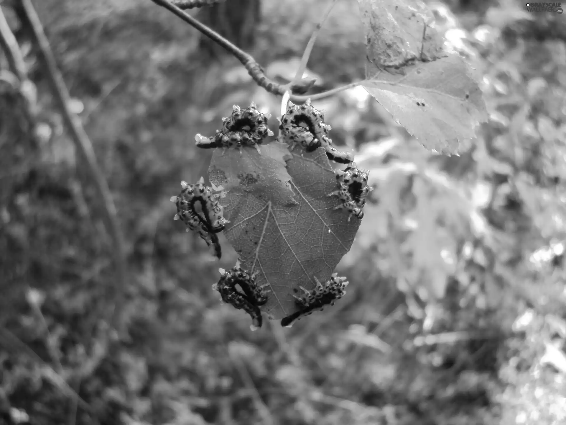 leaf, caterpillars, chewing